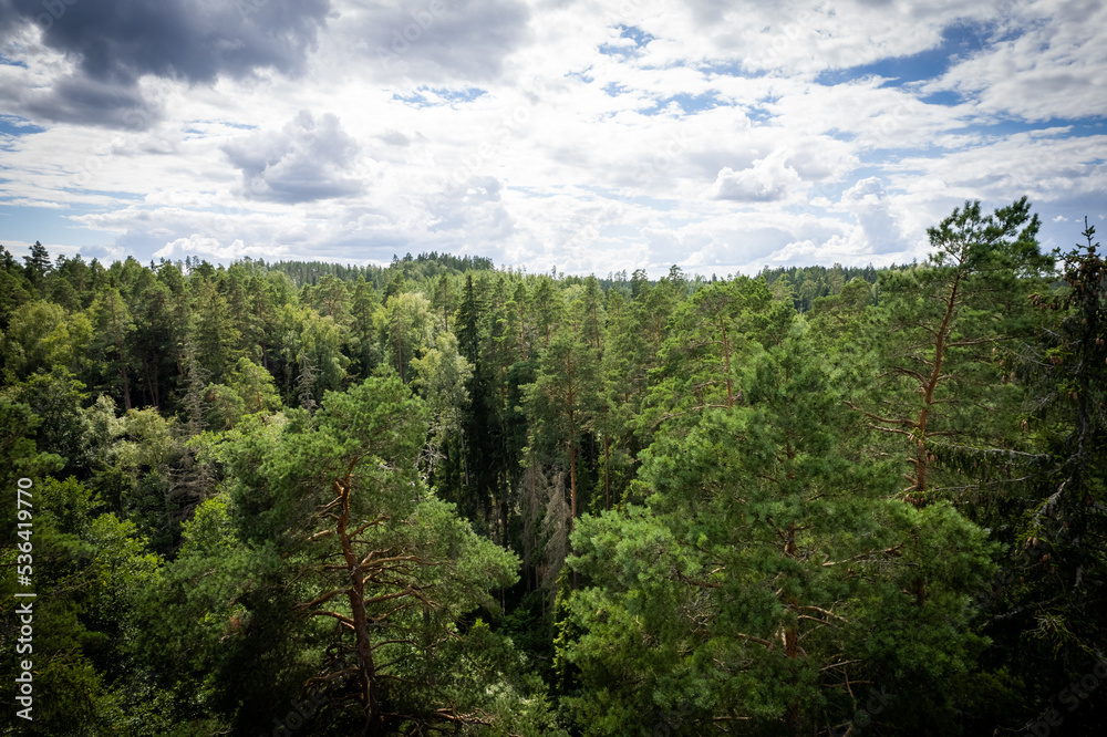 Drone aerial shot of green pine forests and spring birch groves with beautiful texture of golden treetops. Sunrise in springtime. Sun rays breaking through trees in mountains in golden time