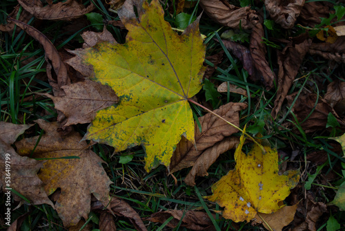 yellow maple leaves. dry leaves © Hanna Abramova