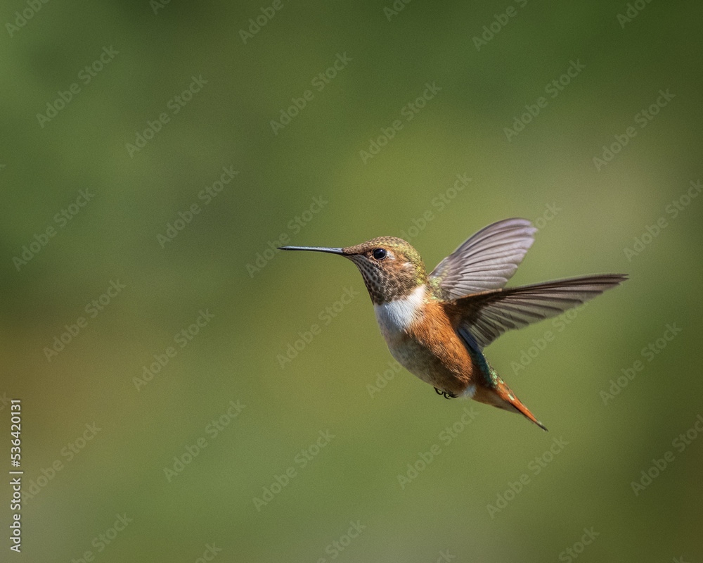 Fototapeta premium hummingbird in flight