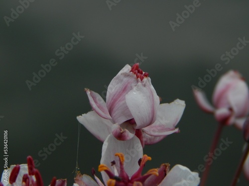 Closeup shot of the pink Butomus (Butomaceae) photo