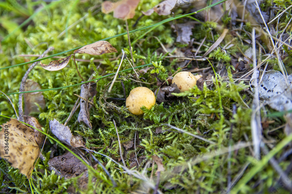 Close up of fresh golden chanterelles in moss wood dirt in forest vegetation. Group of yellow cap edible mushrooms growing among trees in Sweden. Nature scenery of autumn ground, outdoor nature Close up of fresh golden chanterelles in moss wood dirt in forest vegetation. Group of yellow cap edible mushrooms growing among trees in Sweden. Nature scenery of autumn ground, outdoor nature