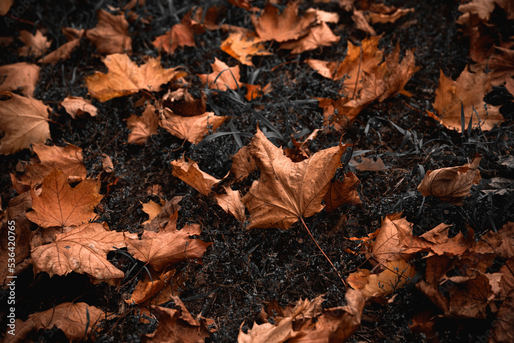 Dry leaves lie on the grass with soft blur Dry leaves lie on the grass with soft blur