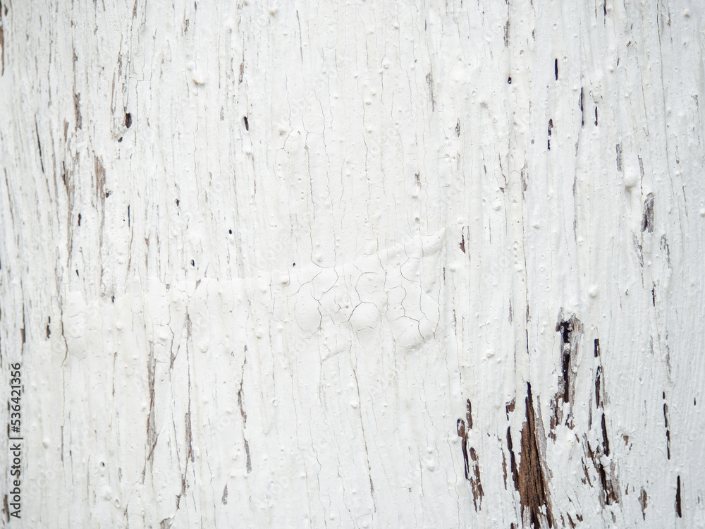 Tree bark in white paint. Painted tree trunk. Ribbed bark of a southern tree. Background from natural material.