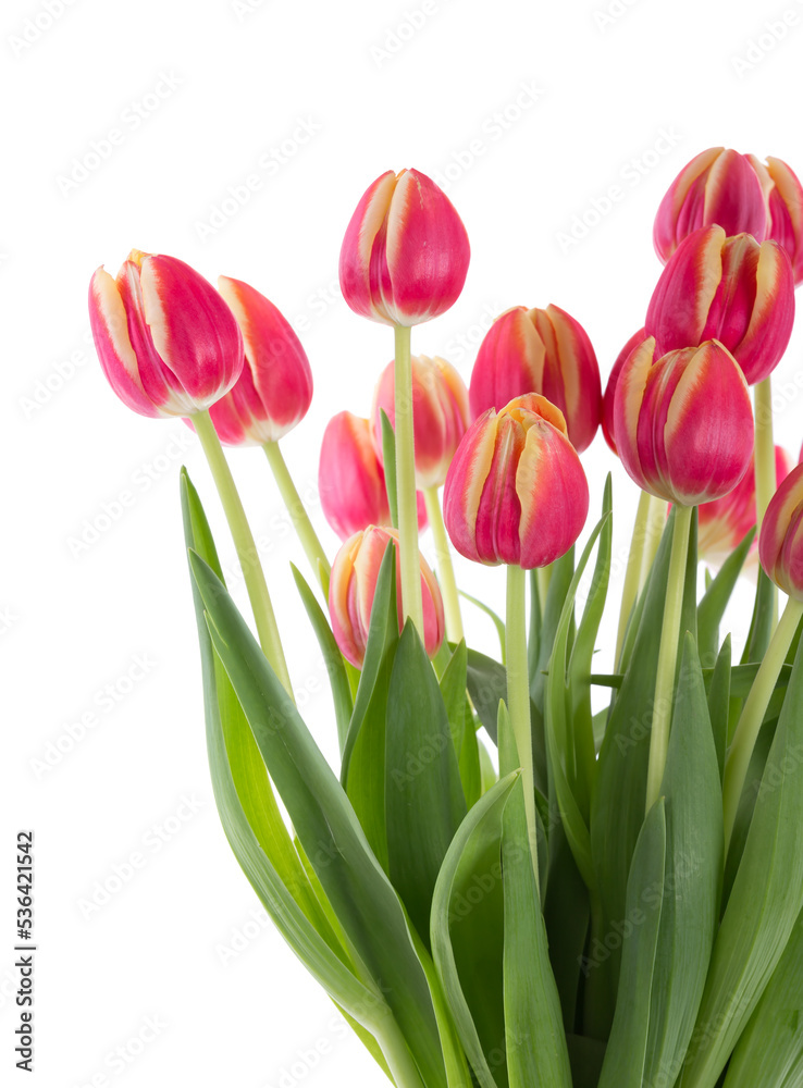 Bunch of red tulips on a white background