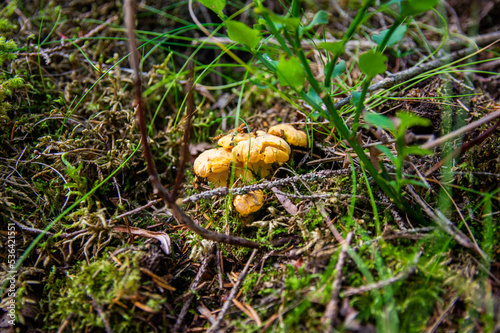 Close up of fresh golden chanterelles in moss wood dirt in forest vegetation. Group of yellow cap edible mushrooms growing among trees in Sweden. Nature scenery of autumn ground, outdoor nature