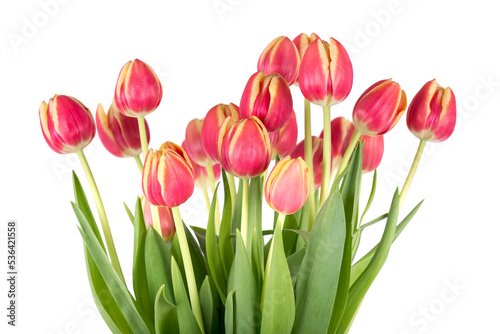 Fototapeta Naklejka Na Ścianę i Meble -  Bunch of red tulips on a white background