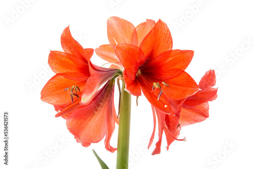 Blooming Amaryllis over a white background © Kruwt
