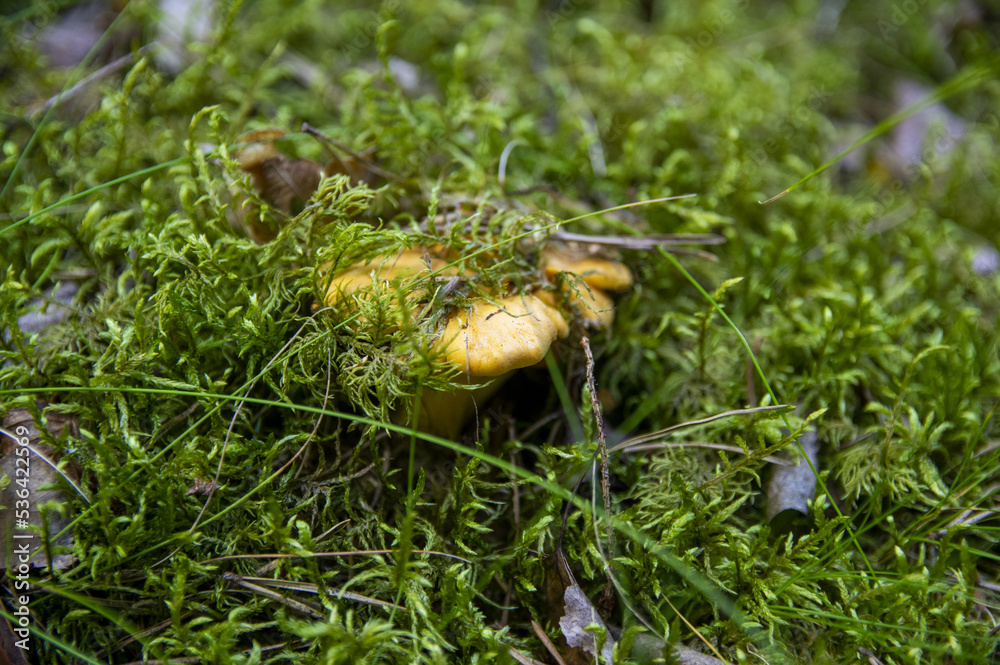 Close up of fresh golden chanterelles in moss wood dirt in forest vegetation. Group of yellow cap edible mushrooms growing among trees in Sweden. Nature scenery of autumn ground, outdoor nature