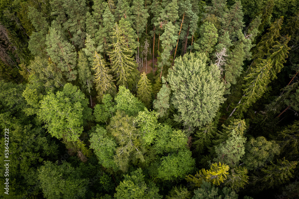 Drone aerial shot of green pine forests and spring birch groves with beautiful texture of golden treetops. Sunrise in springtime. Sun rays breaking through trees in mountains in golden time Drone aerial shot of green pine forests and spring birch groves with beautiful texture of golden treetops. Sunrise in springtime. Sun rays breaking through trees in mountains in golden time