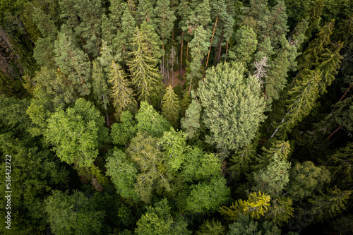 Drone aerial shot of green pine forests and spring birch groves with beautiful texture of golden treetops. Sunrise in springtime. Sun rays breaking through trees in mountains in golden time