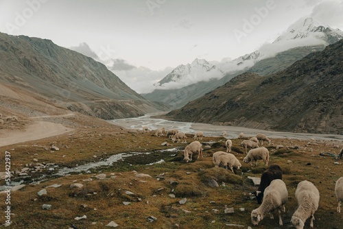Flock of sheep near the river in the mountains
