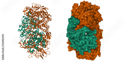 High resolution structure of native hydrogenase (Hyd-1) from Escherichia coli. 3D cartoon and Gaussian surface models, entity id color scheme, PDB 6fpo photo