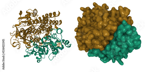 Crystal structure of the oxidized form of Ni-Fe hydrogenase of Desulfovibrio gigas. 3D cartoon and Gaussian surface models, entity id color scheme, PDB 2frv