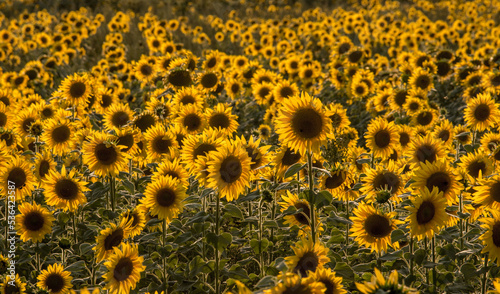 Sonnenblumen