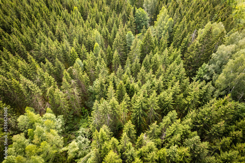 Fototapeta Naklejka Na Ścianę i Meble -  Drone aerial shot of green pine forests and spring birch groves with beautiful texture of golden treetops. Sunrise in springtime. Sun rays breaking through trees in mountains in golden time