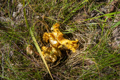 Close up of fresh golden chanterelles in moss wood dirt in forest vegetation. Group of yellow cap edible mushrooms growing among trees in Sweden. Nature scenery of autumn ground, outdoor nature