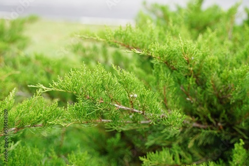 green branches of a coniferous plant