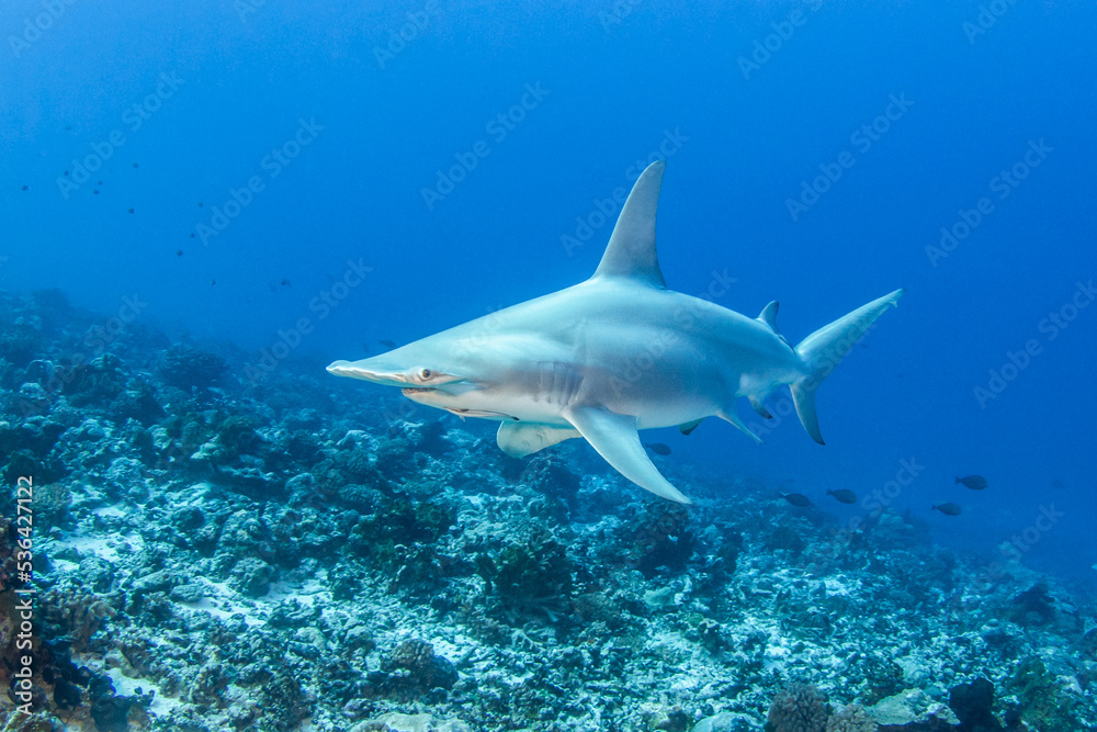Obraz premium Great hammerhead shark