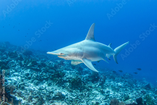 Great hammerhead shark © Tropicalens