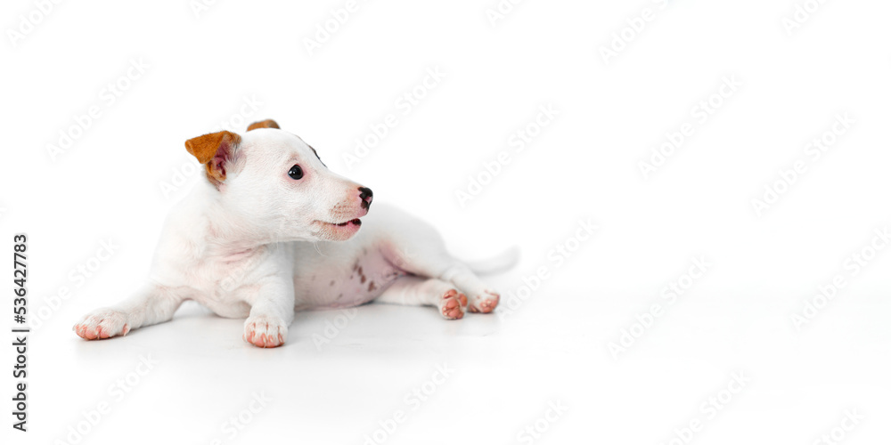 jack russell terrier puppy on a white background. banner. place for inscription jack russell terrier puppy on a white background. banner. place for inscription