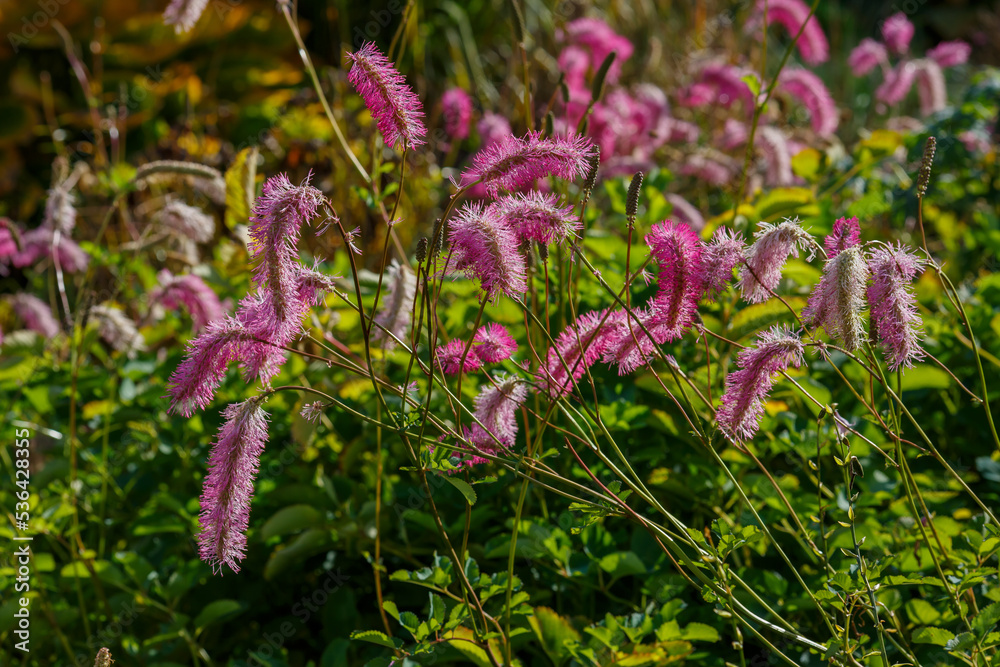 Burnet, Japanese Burnet, Japanese Bottlebrush, sanguisorba obtusa inflorescences in garden Burnet, Japanese Burnet, Japanese Bottlebrush, sanguisorba obtusa inflorescences in garden