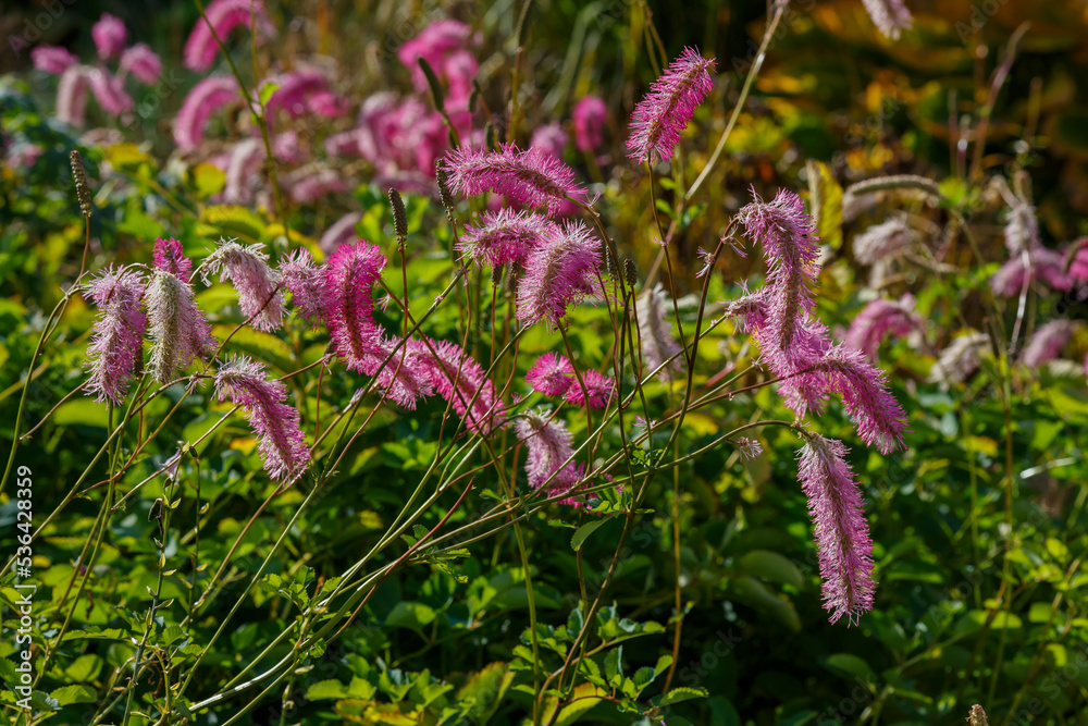 Burnet, Japanese Burnet, Japanese Bottlebrush, sanguisorba obtusa inflorescences in garden