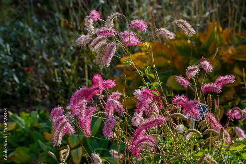 Burnet  Japanese Burnet  Japanese Bottlebrush  sanguisorba obtusa inflorescences in garden