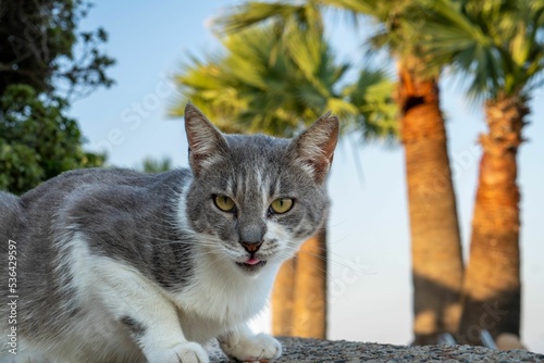 Closeup of a gray Ceylon cat looking at the camera