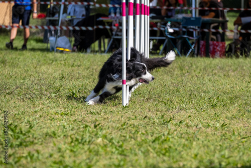 The Border collie dog breed faces the hurdle of slalom in dog agility competition. 