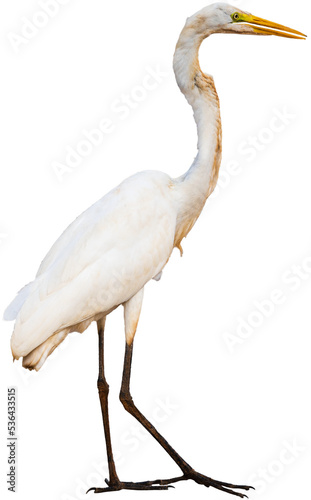 Clipped Great White Egret on transparent background.