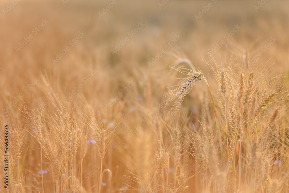 golden wheat field in summer golden wheat field in summer