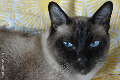 portrait of a cat photo