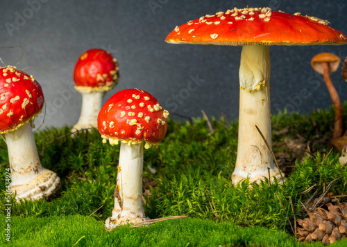 red fly agaric on green moss