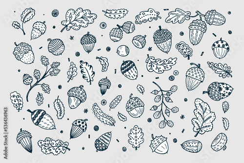 Forest autumn collection. Ornamental Acorns and oak leaves vector set. Hand drawn doodle acorn, leaf, oak - vector illustration