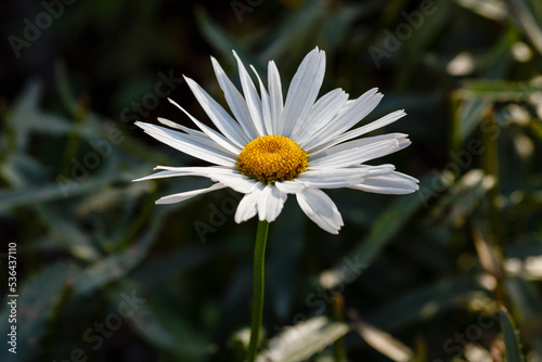 Leucanthemum vulgare( lat. Leucanthemum vulgare ), big white daisy close up