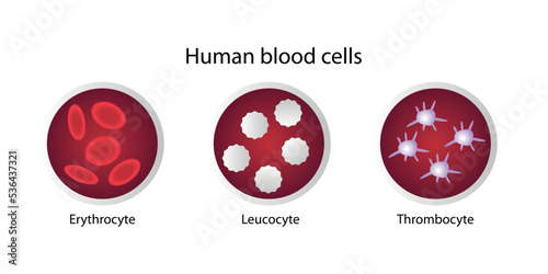 Human blood cells. Erythrocyte, leucocyte, thrombocyte photo
