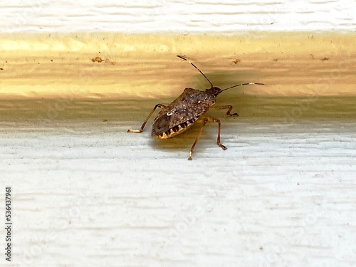 brown marmorated stink bug