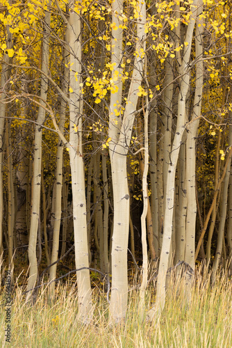 Aspen trees stand with pale white trunks under crowns of autumn gold leaves with wispy grass in the foreground and dark shadows in the background.  photo