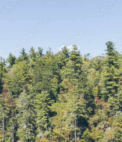 forest in early autumn