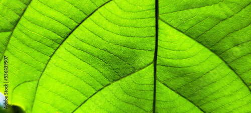 tropical green foliage with abstract lines