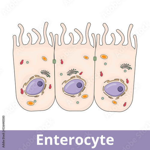 Enterocyte. Intestinal absorptive cells, are simple columnar epithelial cells which line the inner surface of the small and large intestines. photo