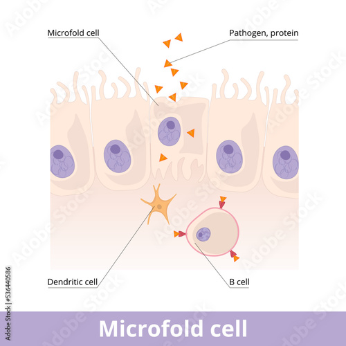 Microfold cell. Found in the lymphoid tissue (GALT) of the Peyer's patches in the small intestine, and in the mucosa-associated lymphoid tissue (MALT) of the gastrointestinal tract.