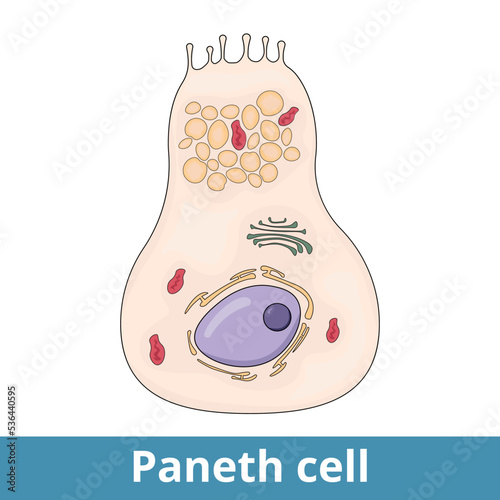 Paneth cell. Cells in the small intestine epithelium secrete compounds into the lumen of the intestinal gland contributing to maintenance of the gastrointestinal barrier. photo