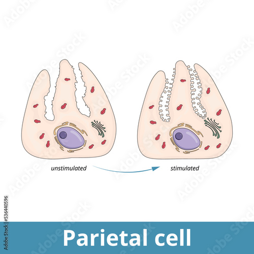 Parietal cell. Epithelial cells in the stomach that secrete hydrochloric acid and intrinsic factor, located in the gastric glands, found in the lining of the fundus and body regions of the stomach. photo