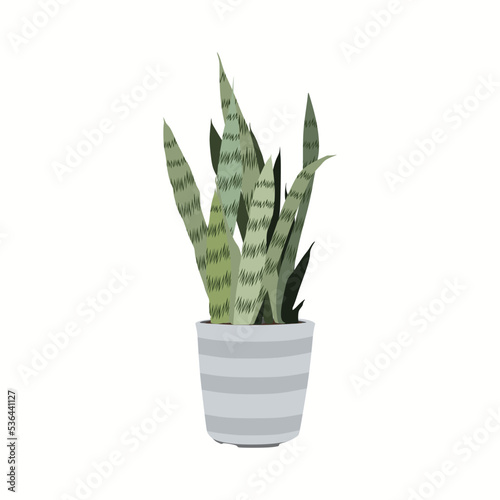 Sansevieria in a pot, vector illustration in flat cartoon style. Trendy home indoor plant or premises decor, isolated on white background. Pike tail. Lidah Mertua. Suitable for many purposes.