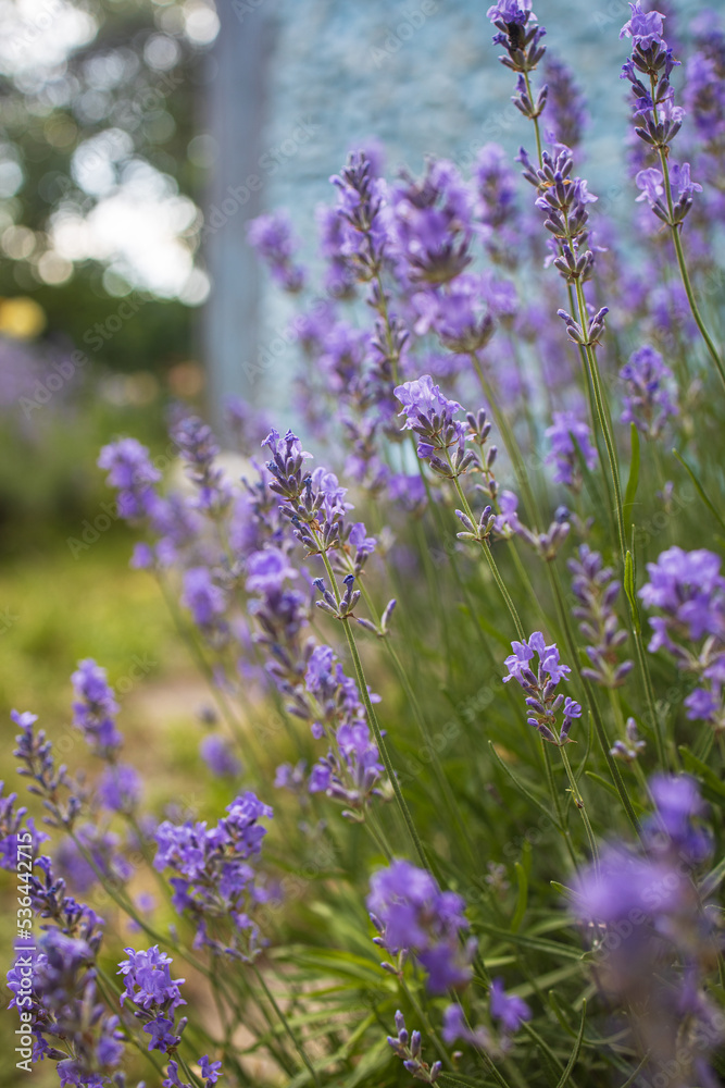 Obraz premium Lavender bushes closeup on sunset.. Field of . flower field, image for natural background.Very nice view of the lavender fields