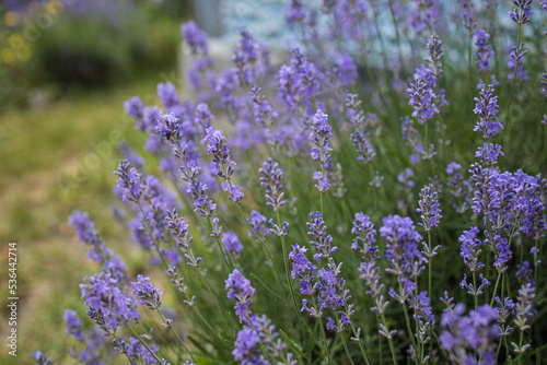 Lavender bushes closeup on sunset.. Field of . flower field, image for natural background.Very nice view of the lavender fields