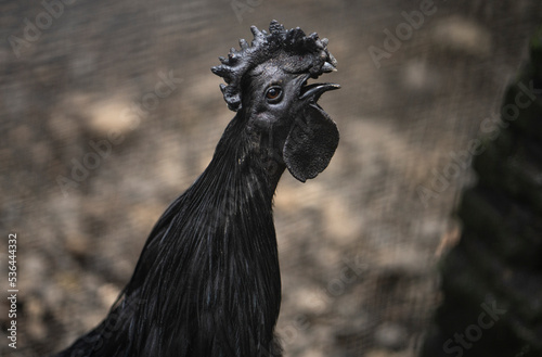 Cemani Chicken All Black Chicken