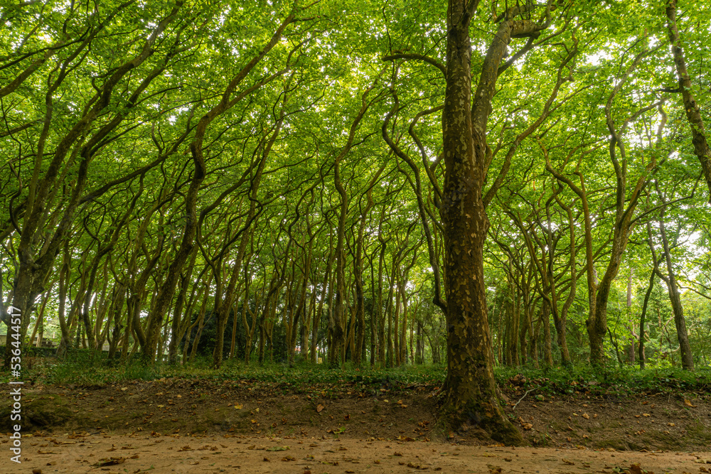 Naklejka premium Woods of Rainha D. Leonor , in Caldas da Rainha - Portugal, borders the Parque D. Carlos I and is characterized by its biodiversity and beauty