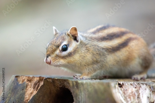 シマリス